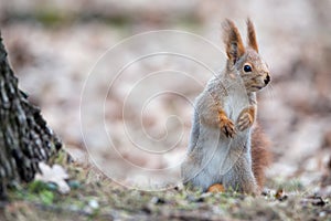 Cute Eurasian Red Squirrel Sciurus Vulgaris Stands In The Autumn Foliage Near A Tree And Looks Right. Squirrel Hides A Large N photo