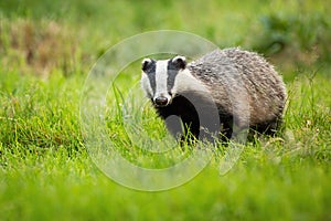 Cute european badger coming forward on fresh green lawn.