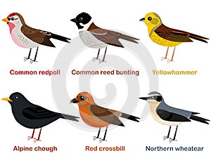 Cute European bird cartoons - Common redpoll, Alpine Chough, Yellowhammer, Northern wheatear, Red crossbill, Common reed bunting