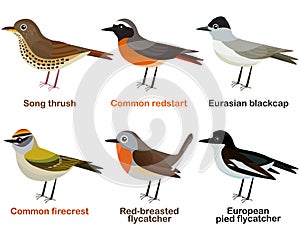 Cute European bird cartoons - Song thrush, Common redstart, Eurasian blackcap, Common firecrest, Red-breasted flycatcher, European