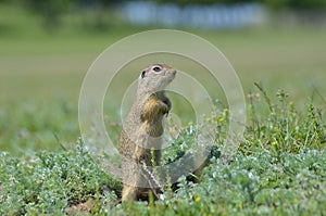 Cute European ground squirrel, gopher Spermophilus citellus, Zi