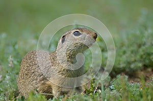 Cute European ground squirrel, gopher Spermophilus citellus, Zi