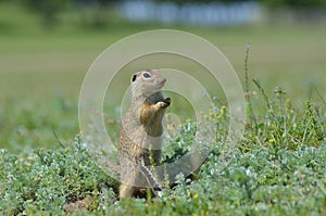 Cute European ground squirrel, gopher Spermophilus citellus, Zi