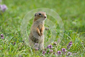 Cute European ground squirrel on grass and wildflowers.