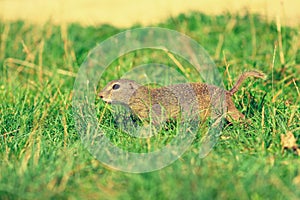 Cute European ground squirrel. Lovely gnawer feeding in grass& x28;Spermophilus citellus& x29; photo