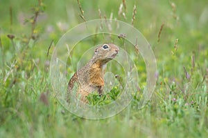 Cute European ground squirrel Spermophilus citellus in green grass.