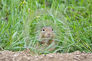 Cute European ground squirrel Spermophilus citellus, Ziesel, Go