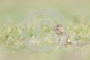 Cute European ground squirrel standing and eating on a field of green grass