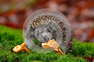 Cute European Hedgehog, Erinaceus europaeus, eating orange mushroom in the green moss