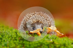 Cute European Hedgehog, Erinaceus europaeus, eating orange mushroom in the green moss. Funny image from nature. Wildlife forest wi