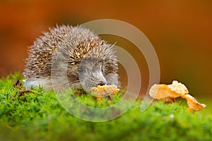 Cute European Hedgehog, Erinaceus europaeus, eating orange mushroom in the green moss. Funny image from nature. Wildlife forest wi photo