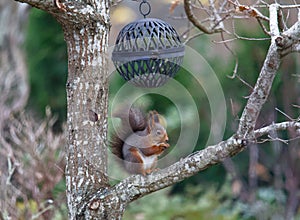 Cute european red squirrel eating acorn