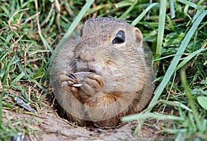 Cute Europen ground squirrel eat in the natural environenment, close up, detail, Spermophilus citellus, Slovakia