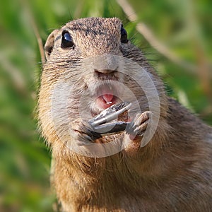 Cute Europen ground squirrel eat in the natural environenment, close up, detail, Spermophilus citellus, Slovakia