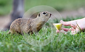 Cute Europen ground squirrel eat in the natural environenment, close up, detail, Spermophilus citellus, Slovakia photo