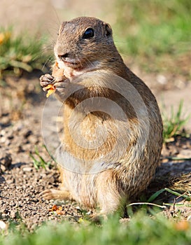 Cute Europen ground squirrel eat in the natural environenment, close up, detail, Spermophilus citellus, Slovakia