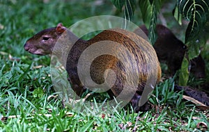 Cute exotic agouti little mammal rodent from Central south america in Costa Rica