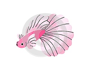 Cute exotic betta fish swimming. Tropical little small water animal with big tail, large flowing fins. Beautiful marine