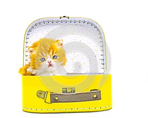 Cute persian kitten  inside a suitcase  on isolated white background