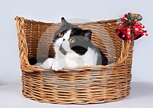 Cute exotic Shorthair cat in a basket with Christmas decorations