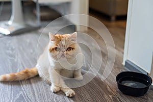 Cute Exotic shorthair cat in house