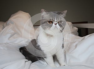 Cute Exotic  Shorthair kitten white and gray cat sitting on white blanket  just waken up  on the bed alone in the morning  looking