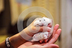 Cute Exotic Winter White Dwarf Hamster Winter White Dwarf, Siberian Hamster in tears, struggling to free from girl`s hand. Putty