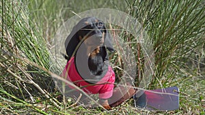 Cute explorer dachshund puppy cut passage in dense thickets of tall grass with cleaver and sits resting satisfied with