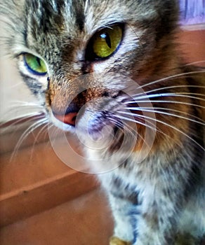 Cute expresion eyes of local little cat sitting on the table