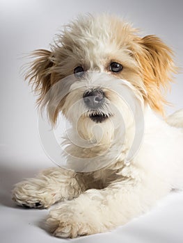 Cute expressive white mixed breed dog with red ears