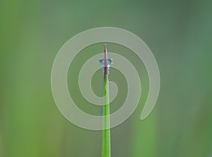 cute eye of damselfly behind the grass