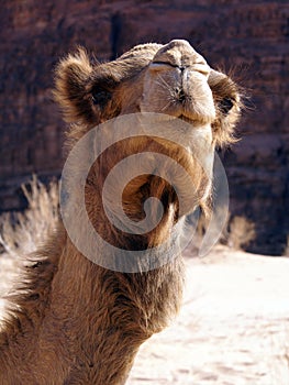 Cute face of camel