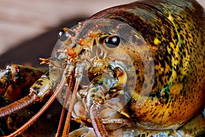 Cute face of live lobster with details. Macro shot