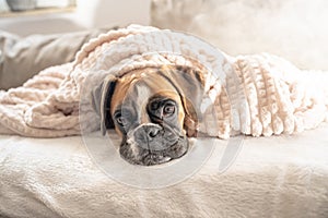 cute face 9 months old purebred golden puppy german boxer dog closeup sleeping under blanket warming up cuddling