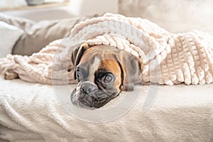 cute face 9 months old purebred golden puppy german boxer dog closeup sleeping under blanket warming up cuddling