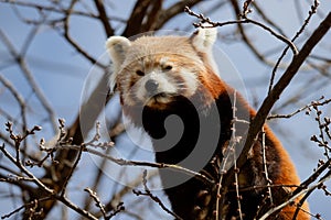 Cute face portrait of a red panda Ailurus fulgens