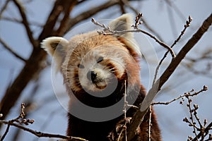 Cute face portrait of a red panda Ailurus fulgens