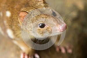 Cute Face of the Quoll