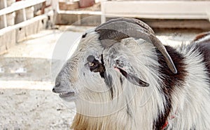 Cute face of sheep in agriculture farm