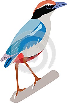 Cute Fairy Pitta vector