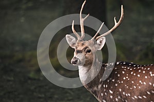 Cute fallow buck deer portrait