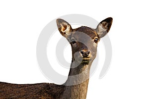 Cute fallow deer hind looking into camera isolated on white background