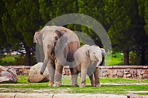 Cute family of elephants in zoo