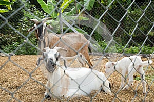 Cute family goat.