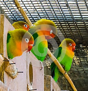 Cute family of lovebirds together in the aviary, small tropical parrots from africa