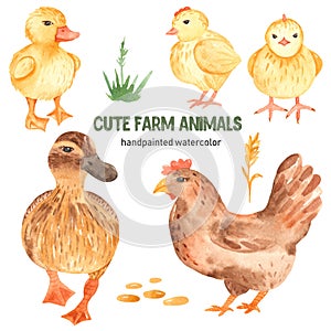 Cute farm animals duck, duckling, chik, chicken watercolor