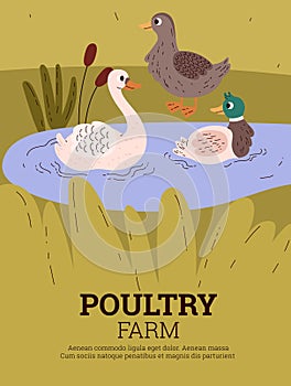 Cute farm poultry duck family cartoon vector poster, duck bird with duckling swim in lake water, country or wild animal