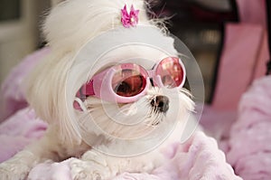 Cute fashion diva puppy Maltese