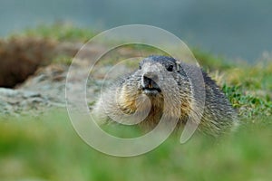 Cute fat animal Marmot, Marmota marmota, sitting in the grass with nature rock mountain habitat, Alp, France