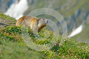 Cute fat animal Marmot, sitting in the grass with nature rock mountain habitat, Alp, Italy. Wildlife scene from wild nature. Funny